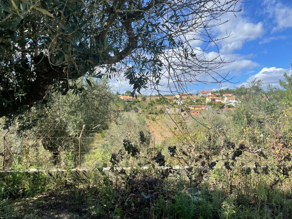 Helårsgrund i Abrantes, Santarem - foto 3