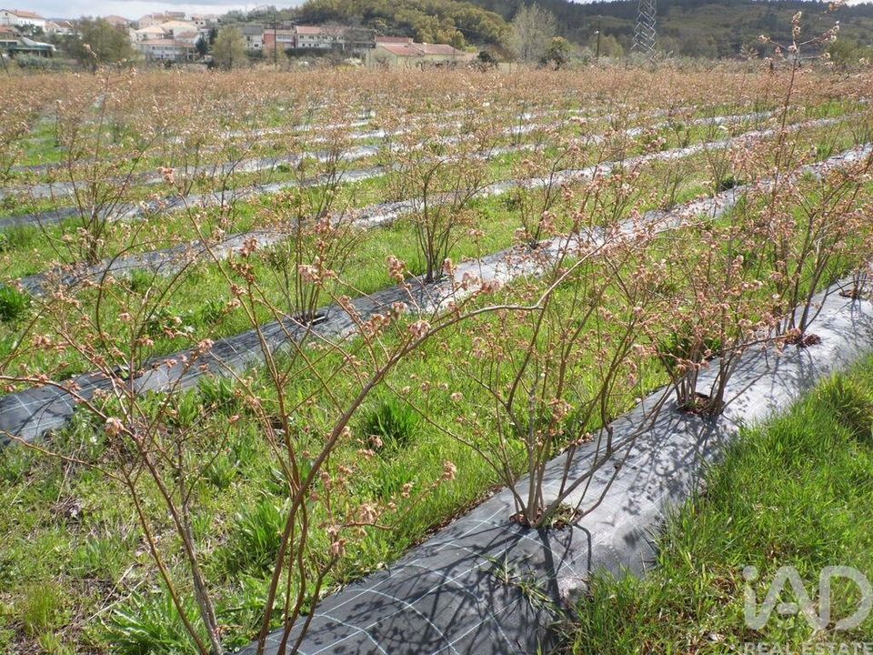Terreno Covilha, Castelo Branco - foto 1