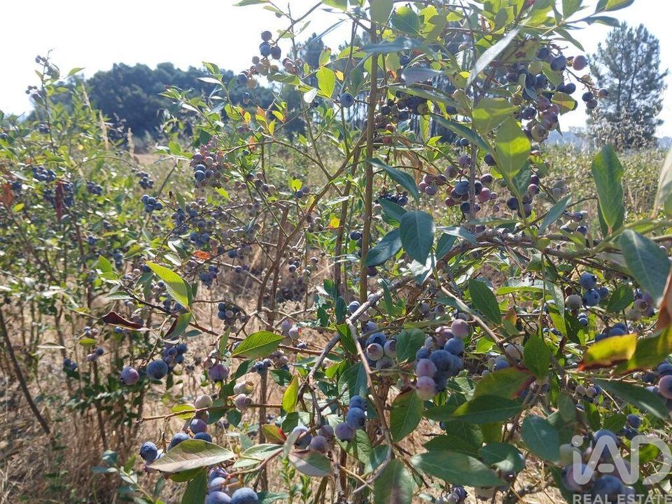 Terreno Covilha, Castelo Branco - foto 3