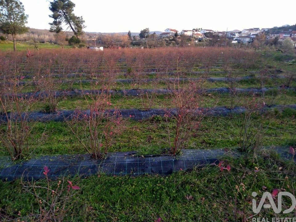 Terreno Covilha, Castelo Branco - foto 5