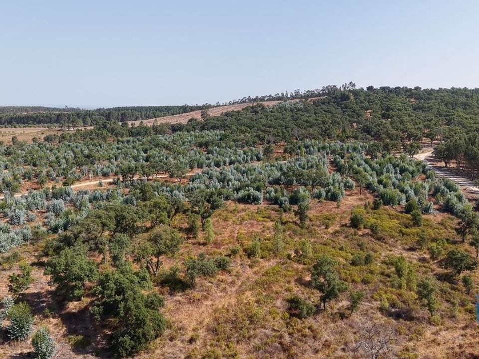 Helårsgrund i Alpiarca, Santarem - foto 2