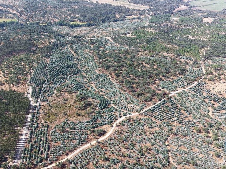 Helårsgrund i Alpiarca, Santarem - foto 5
