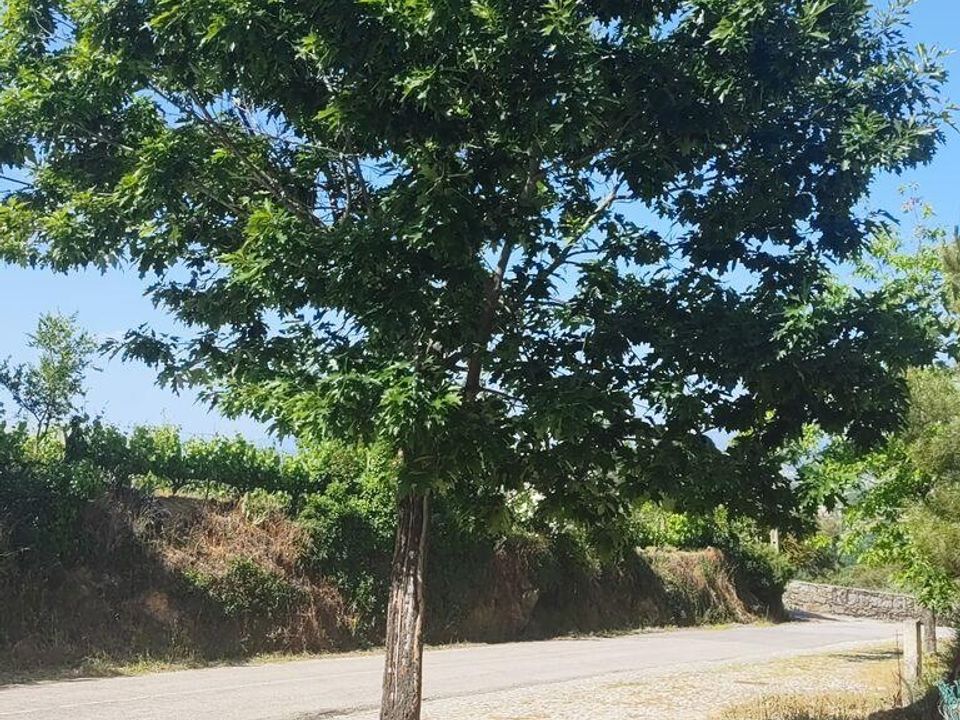 Helårsgrund i Chaves, Vila Real - foto 5