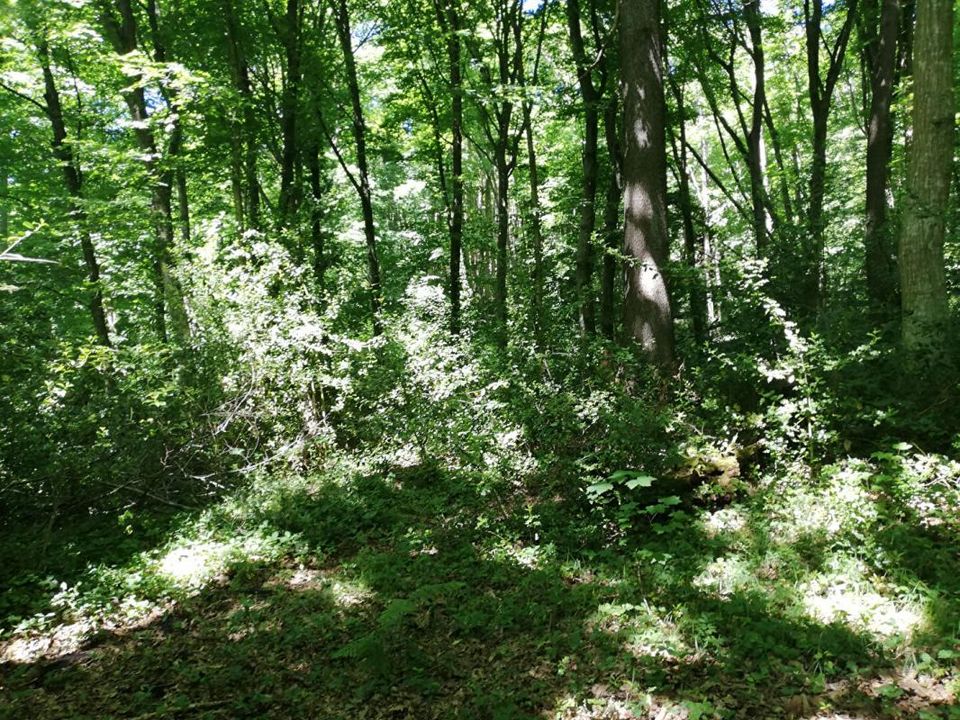 Helårsgrund i Dampierre-en-Yvelines, Yvelines - foto 3