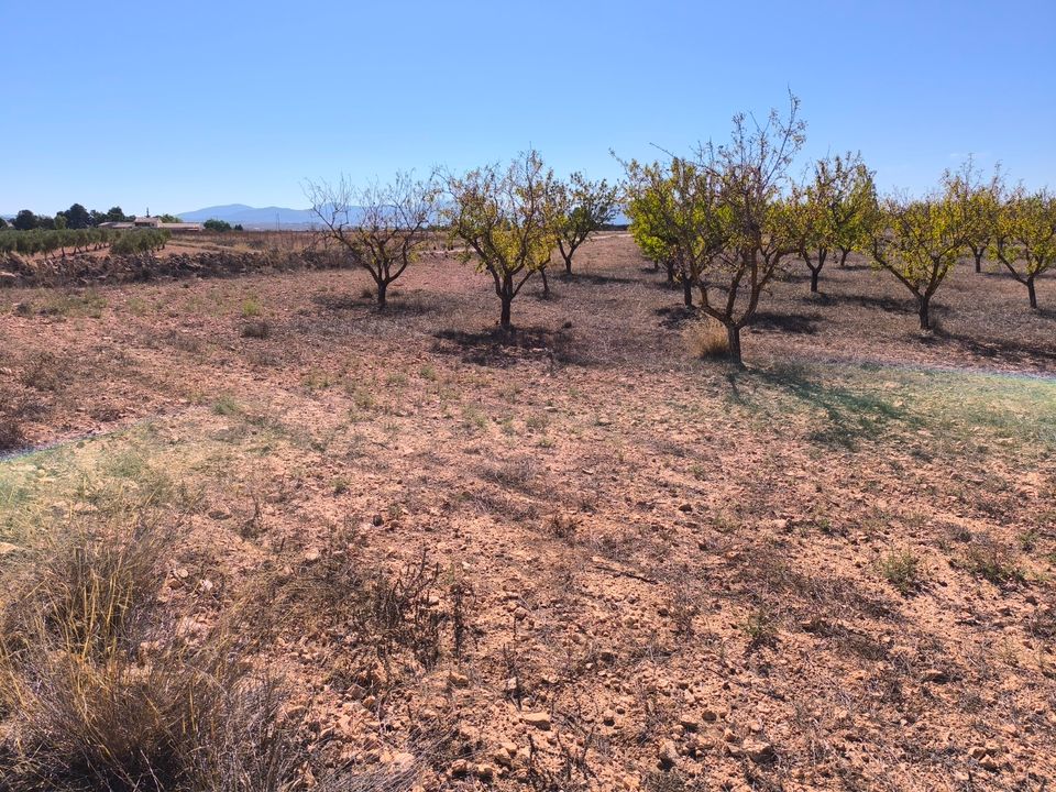 Helårsgrund i Pinoso, Alicante - foto 1