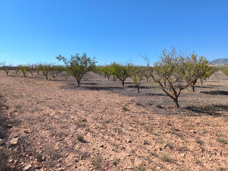 Helårsgrund i Pinoso, Alicante - foto 4