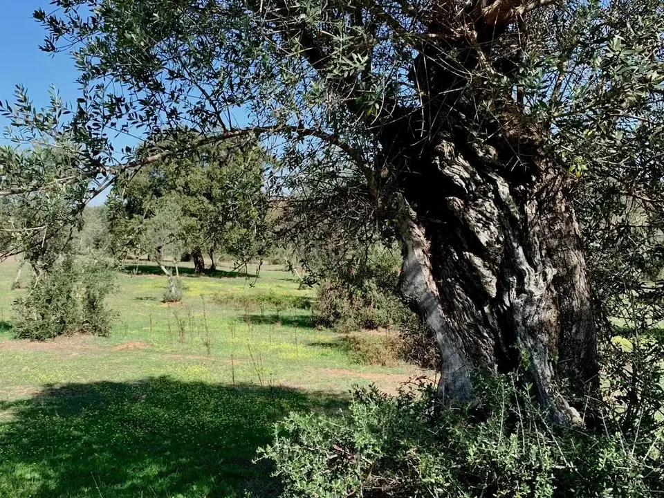 Farm hus i Alter do Chao, Portalegre - foto 1