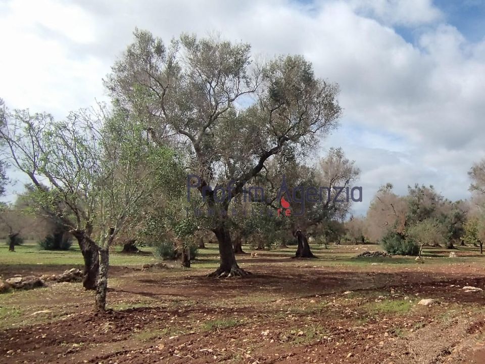Helårsgrund i San Vito dei Normanni, Brindisi - foto 3