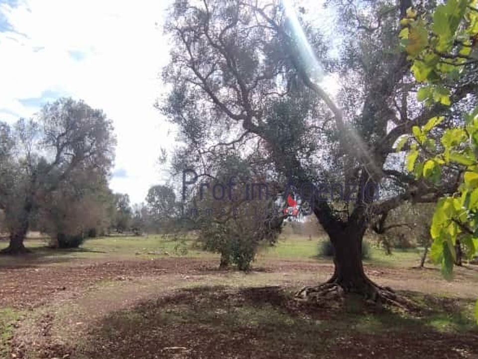 Helårsgrund i San Vito dei Normanni, Brindisi - foto 4