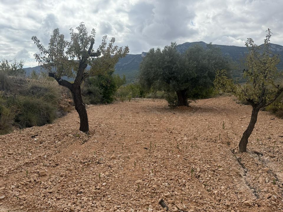 Helårsgrund i La Romana, Alicante - foto 4