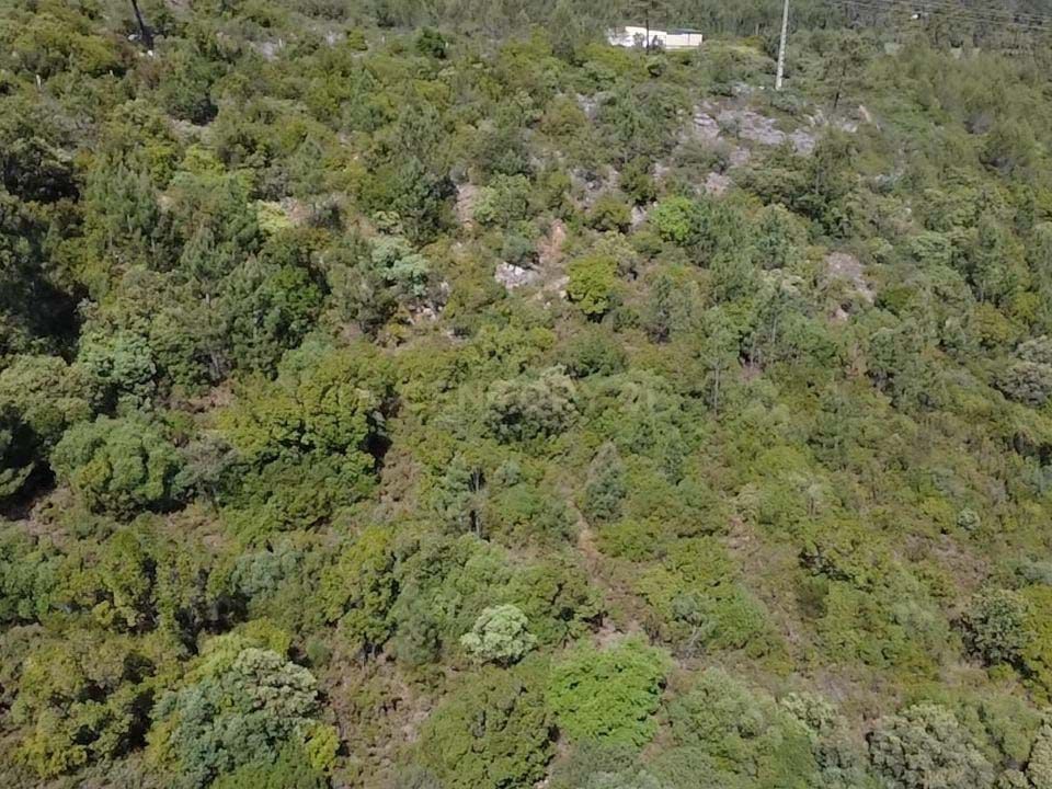 Helårsgrund i Torres Novas, Santarem - foto 4