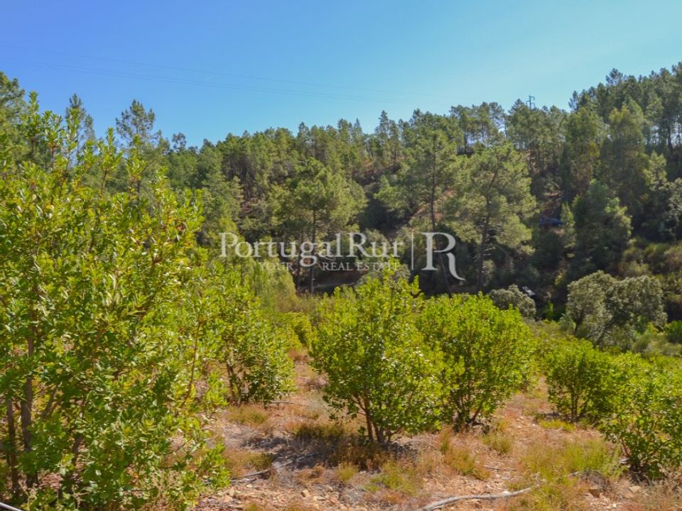 Helårsgrund i Proenca-a-Nova, Castelo Branco - foto 2