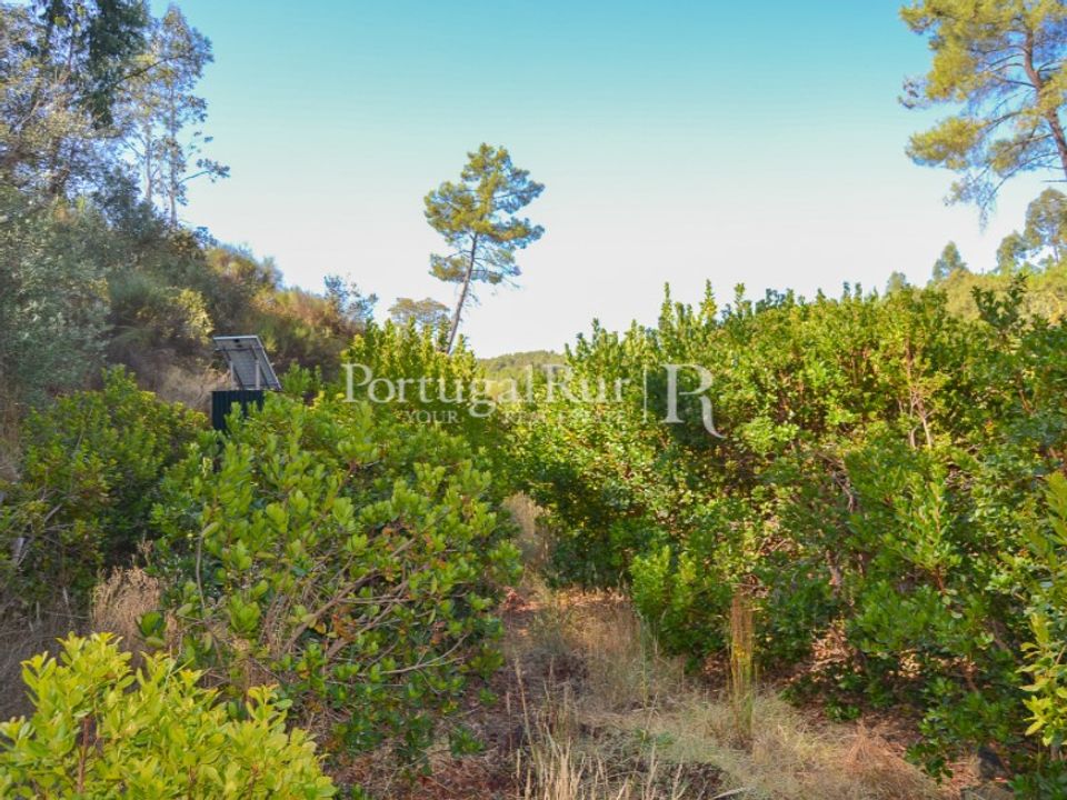 Helårsgrund i Proenca-a-Nova, Castelo Branco - foto 3