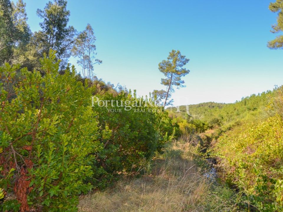 Helårsgrund i Proenca-a-Nova, Castelo Branco - foto 4