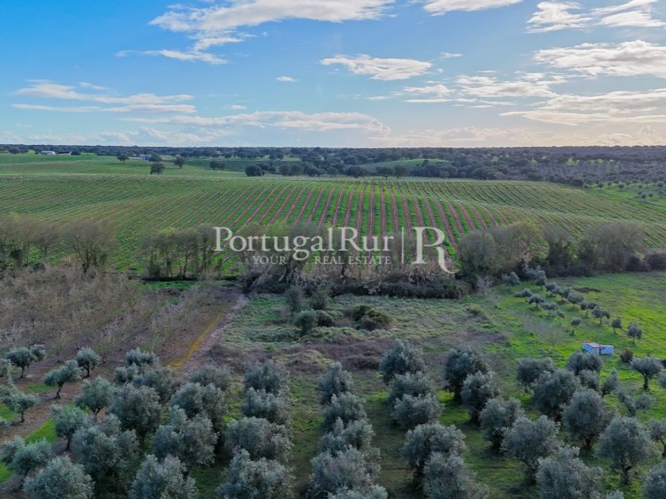 Farm hus i Avis, Portalegre - foto 3