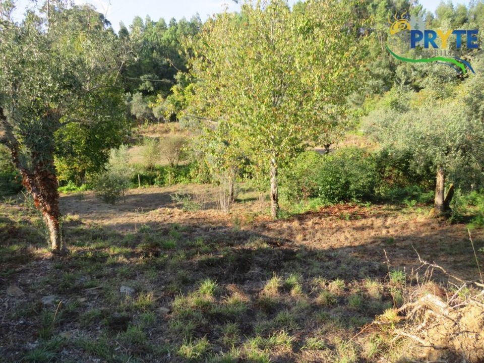 Farm i Castelo Branco, Castelo Branco - foto 4
