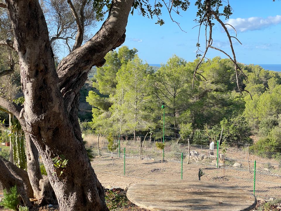 Masia a Calvia, Mallorca - foto 3