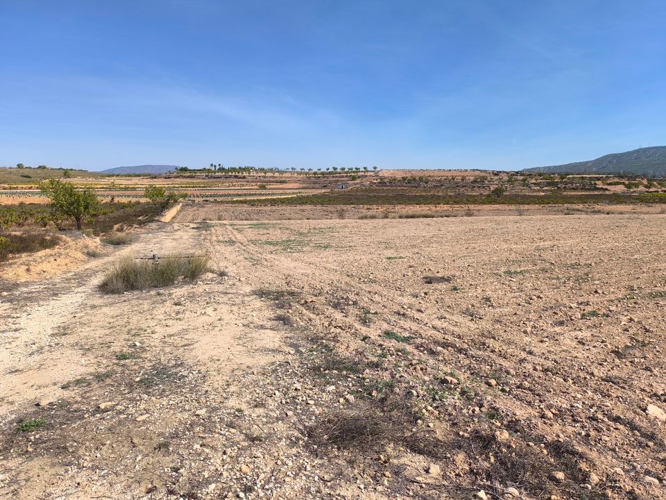 Helårsgrund i Pinoso, Alicante - foto 3