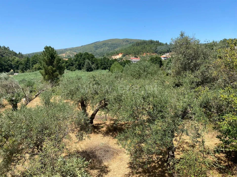 Tomt i Fundao, Castelo Branco - bilde 1