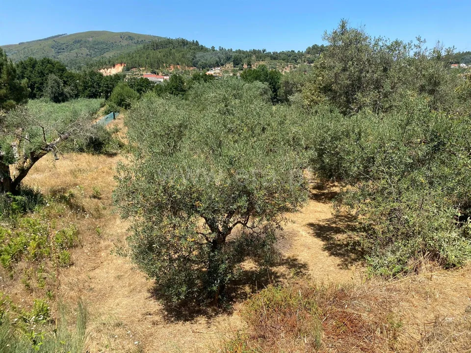 Tomt i Fundao, Castelo Branco - bilde 2