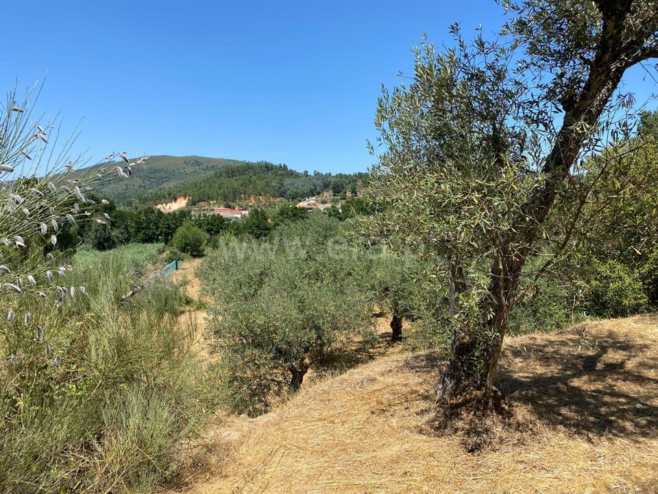 Tomt i Fundao, Castelo Branco - bilde 3