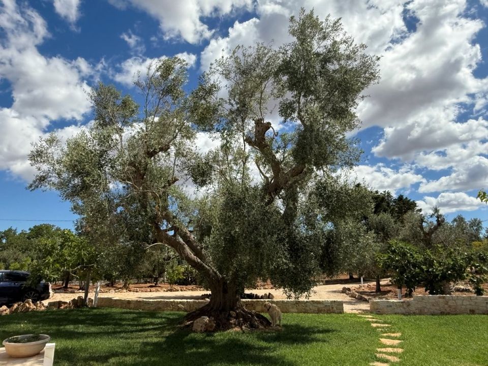 Villa en Ostuni, Brindisi - foto 5