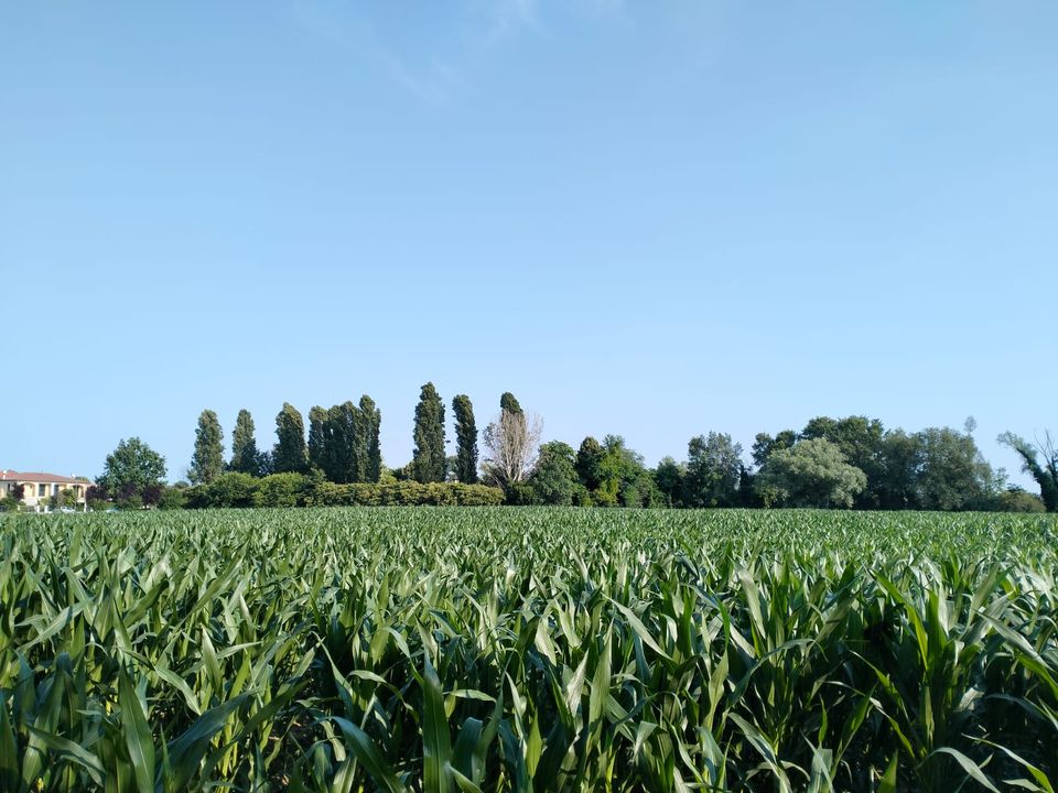 Helårsgrund i Trebaseleghe, Padua - foto 4