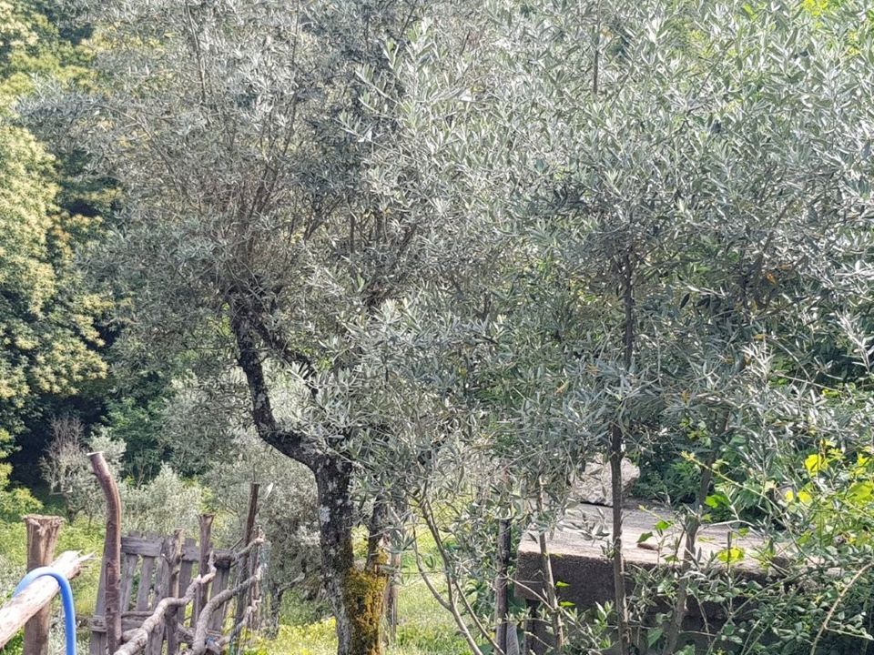Farm i Seia, Guarda - foto 4