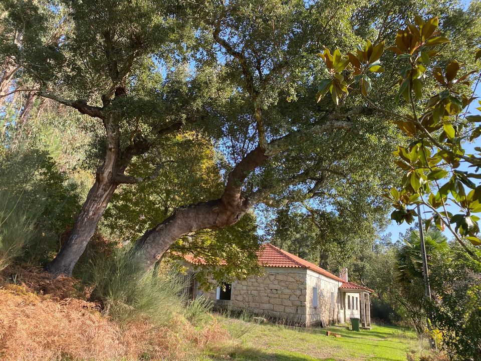 Helårsgrund i Sao Pedro do Sul, Viseu - foto 3