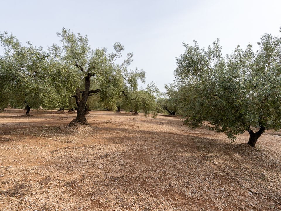 Finca i La Galera, Tarragona - foto 2