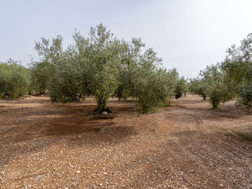 Finca i La Galera, Tarragona - foto 3