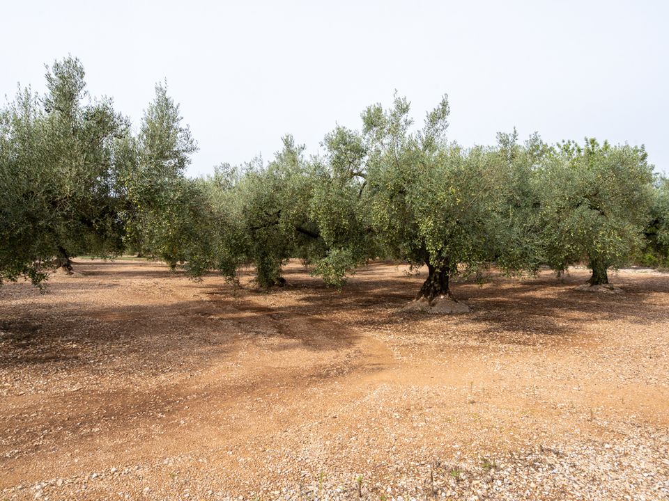 Finca i La Galera, Tarragona - foto 1