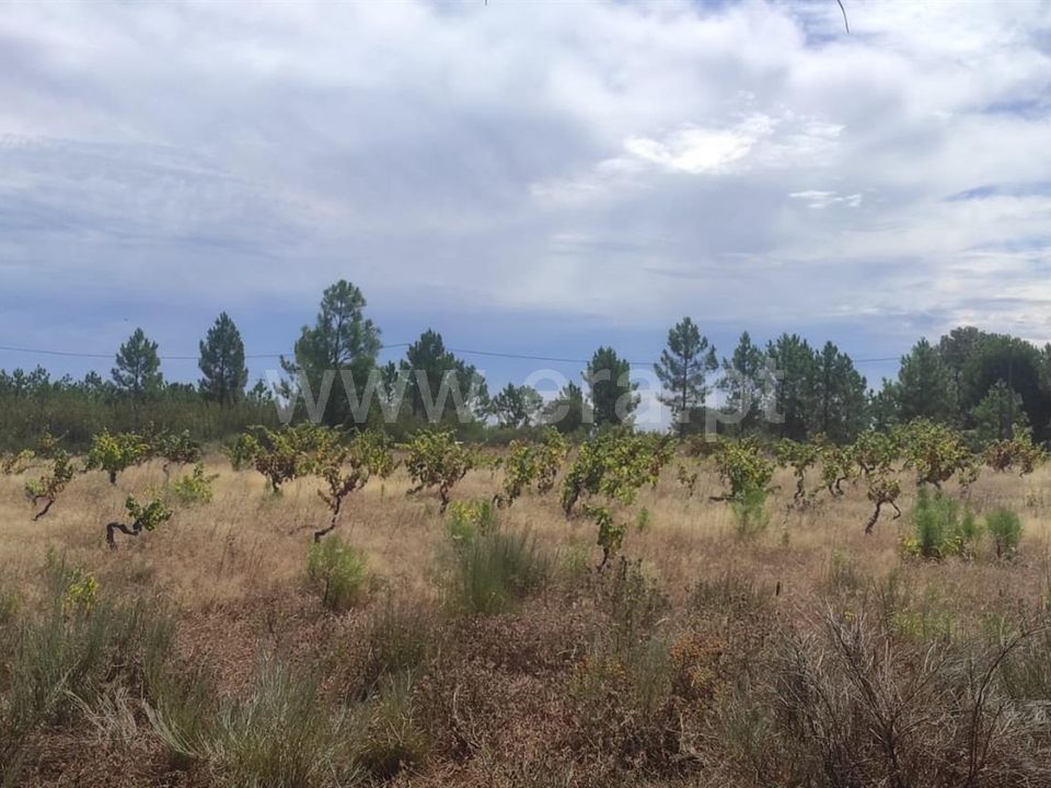 Tomt i Fundao, Castelo Branco - bilde 2