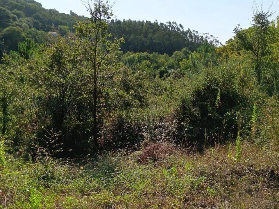 Helårsgrund i Alcobaca, Leiria - foto 3