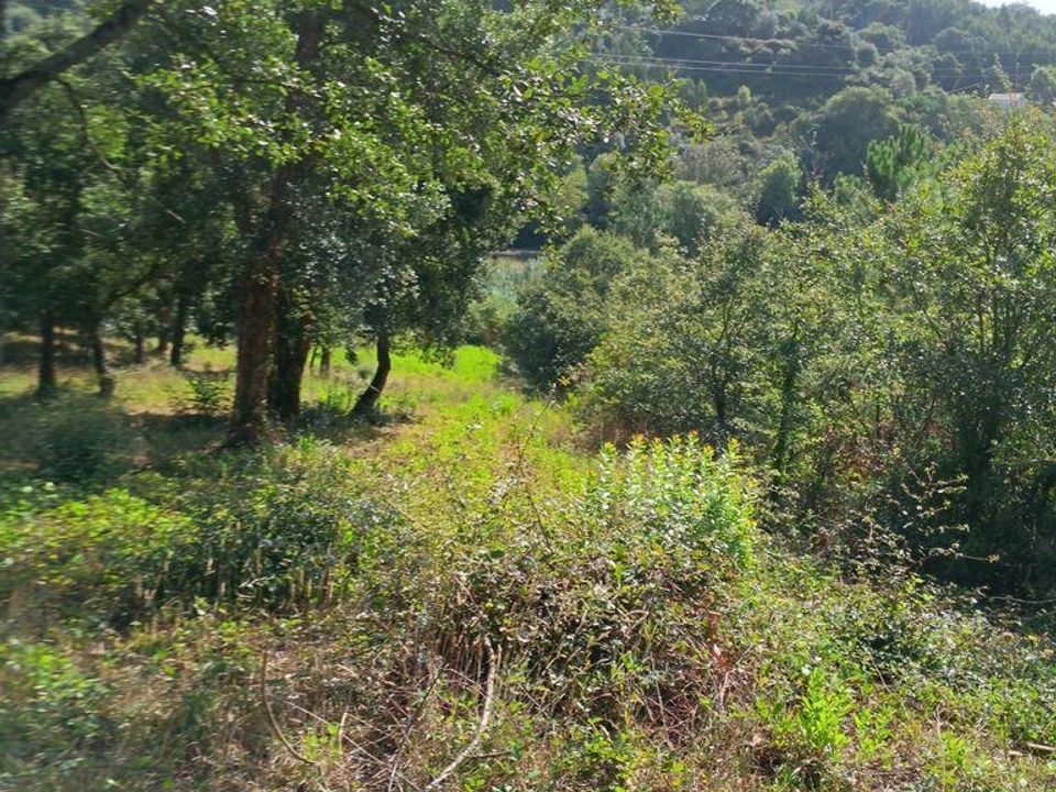 Helårsgrund i Alcobaca, Leiria - foto 5