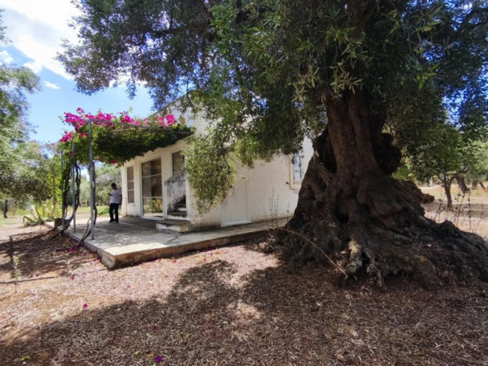 Villa i Fasano, Brindisi - foto 4