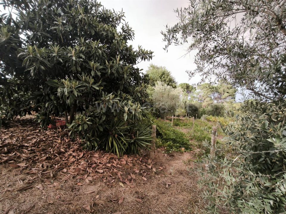 Terra a Nelas, Viseu - foto 2