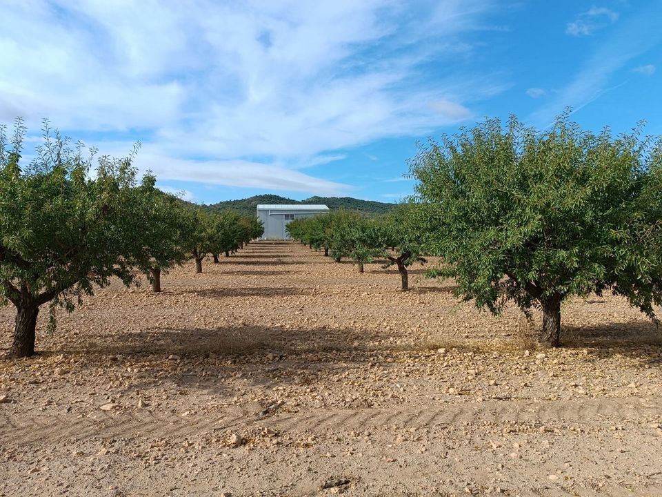 Terreno en Yecla, Murcia - foto 1