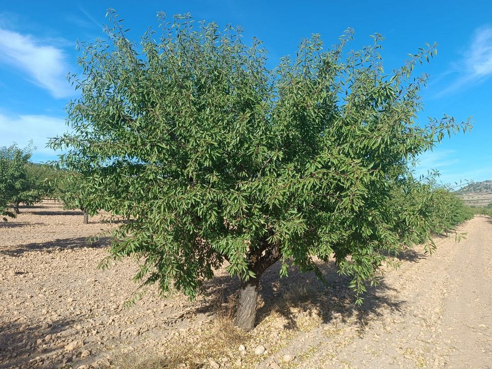 Terreno en Yecla, Murcia - foto 2