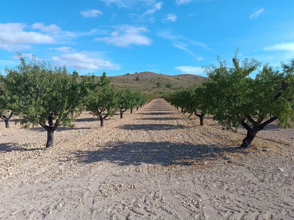 Terreno en Yecla, Murcia - foto 3