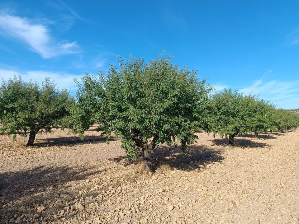 Terreno en Yecla, Murcia - foto 4