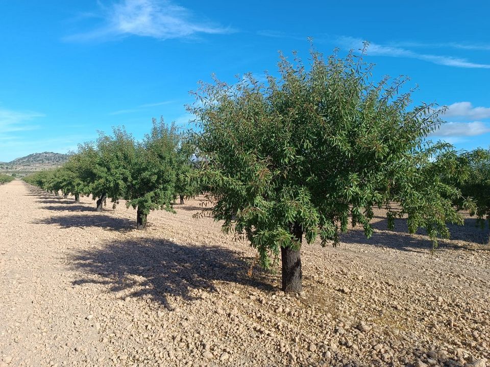 Terreno en Yecla, Murcia - foto 5