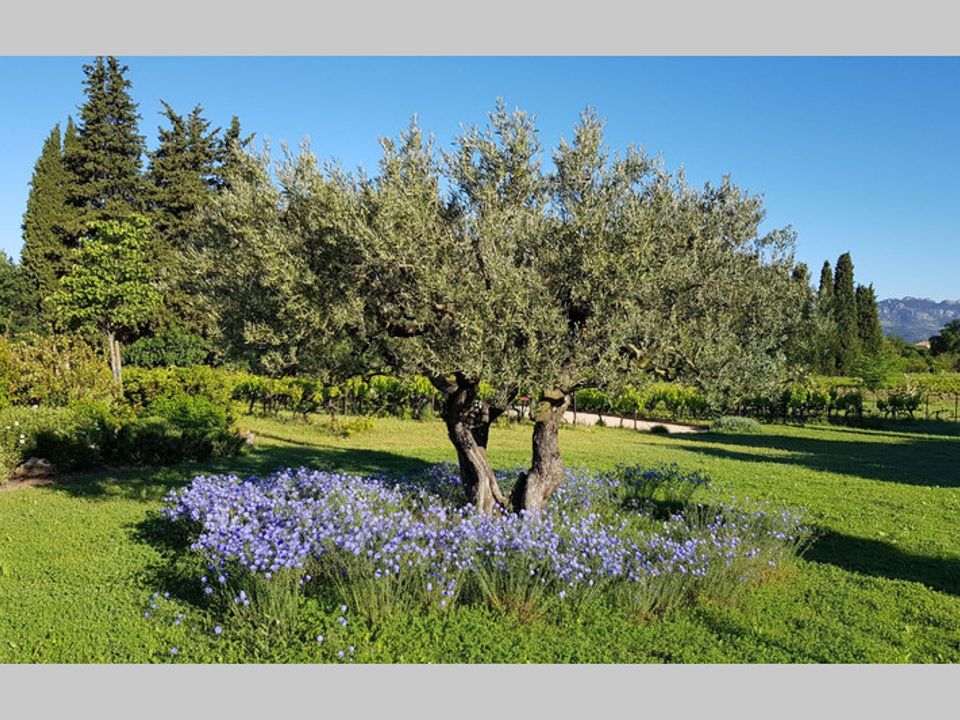 Villa i Caromb, Vaucluse - foto 4