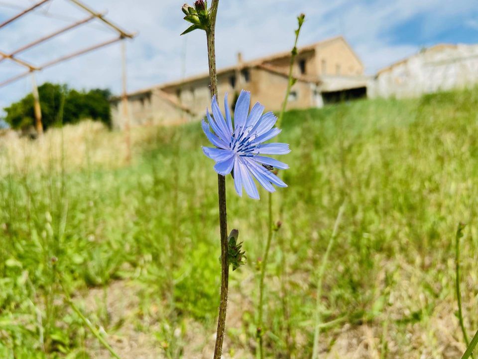 Landejendom i Belvedere Ostrense, Ancona - foto 1