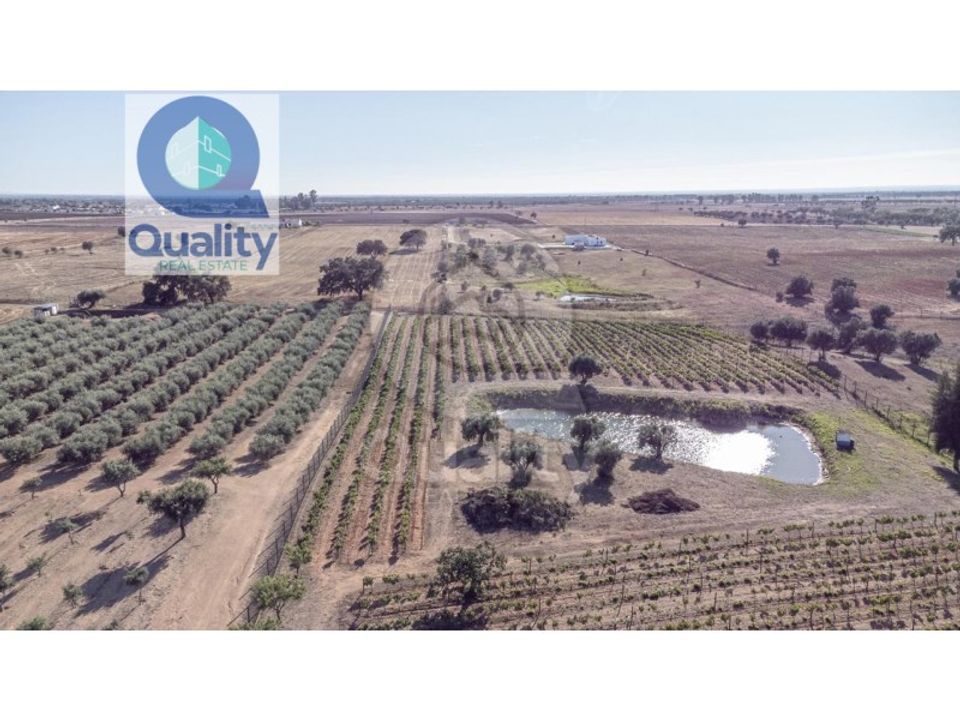Farm i Ferreira do Alentejo, Beja - foto 4