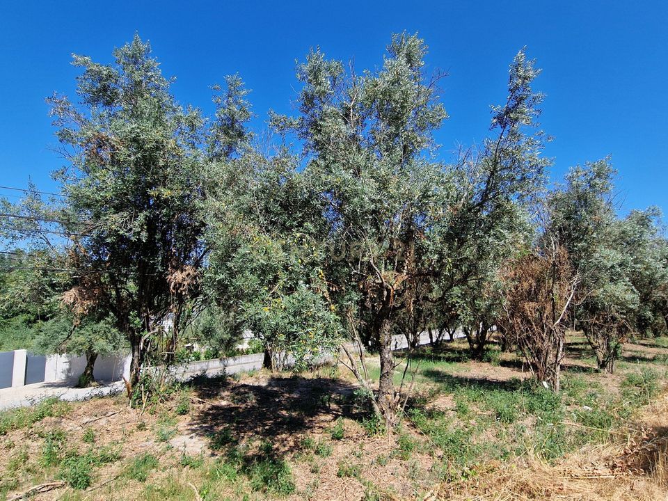 Terra a Nelas, Viseu - foto 2