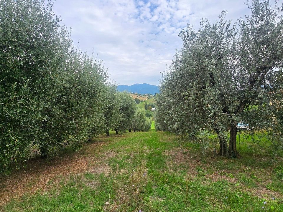 Byhus i Terni, Terni - foto 3