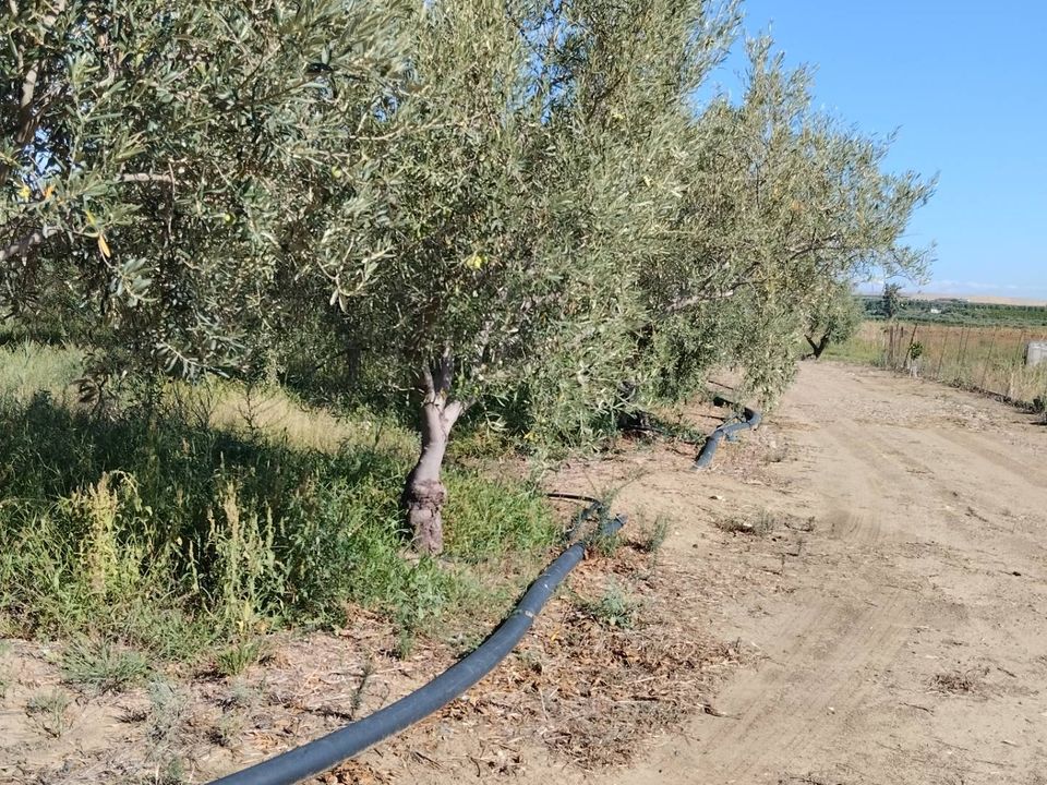 Helårsgrund i Ramacca, Catania - foto 2