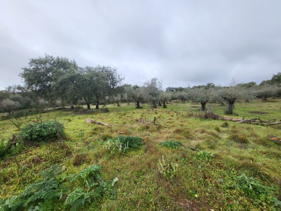 Helårsgrund i Borba, Evora - foto 5