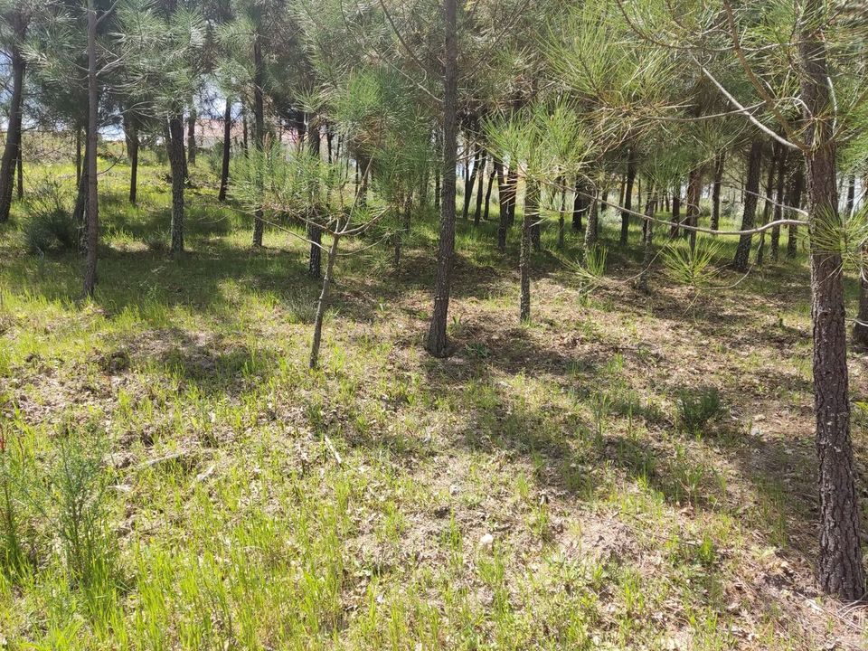Helårsgrund i Casal de Cinza, Guarda - foto 2